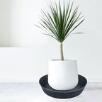 LWALRS Plant Saucer 12 Inch 2 Pack 10 12 14 16 18 20 25, Plastic Plant Trays - Image 3