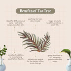 2 Bottles - 16 fl oz Tea Tree Essential Oil, Aluminum Bottle - GreenHealth - Image 4