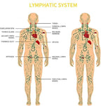 Ginger Oil, Ginger Massage Oil for Lymphatic Drainage, Natural Body Oil for Skin - Image 7