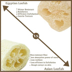 One Whole Egyptian Loofah 100% Natural SPA Beauty Bath Sponge Body Scrubber - Image 8