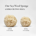 LATHER - Natural Sea Wool Sponge, 5-6" - Organic Exfoliating Body Scrubber - - Image 3