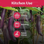 KVITER 175 Long Purple Eggplant Seeds – Asian Eggplant, Dark Purple Italian Egg - Image 6