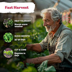 KVITER 400 Bloomsdale Spinach Seeds — Non-GMO & Heirloom, Heat Tolerant - Image 4