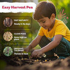 KVITER 75 Top Pick Pinkeye Cow Pea Seeds - Image 4