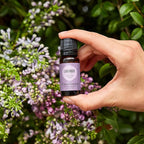 Edens Garden Lavender Around The World Essential Oil- 100% Pure Premium Grade - Image 2