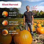KVITER 25 Big Max Pumpkin Seeds - Image 4
