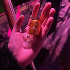 Eargasm High Fidelity Gold Earplugs - Image 6