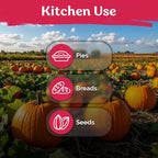 KVITER 25 Big Max Pumpkin Seeds - Image 6