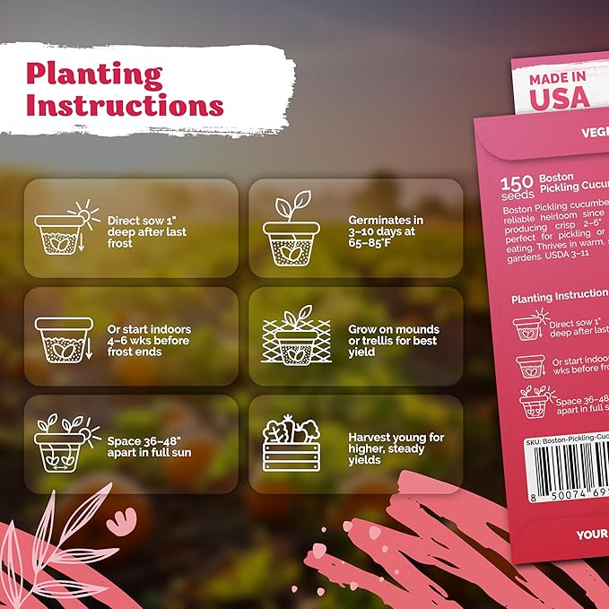 KVITER 150 Boston Pickling Cucumber Seeds - Image 3