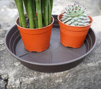 Plant Saucer 6 Inch 4 Pack 6 8 10 12 14 16 18 20 25, Plastic Plant Trays - Image 5