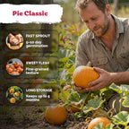 KVITER 50 Sugar Pumpkin Seeds Organic – Small Pumpkin Heirloom Seed, Sweet - Image 4