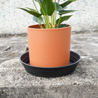 LWALRS 4 Packs 6 Inches Plant Saucer Drip Trays, Round Plastic Plant Pot - Image 4